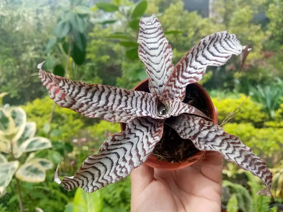 Cryptanthus Absolute Zero