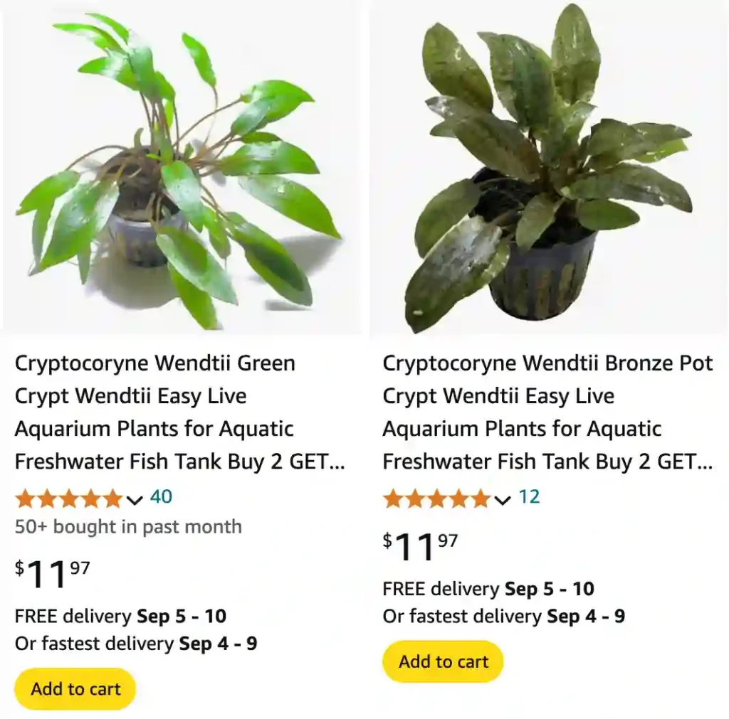 Cryptocoryne Wendtii | Monsteraholic