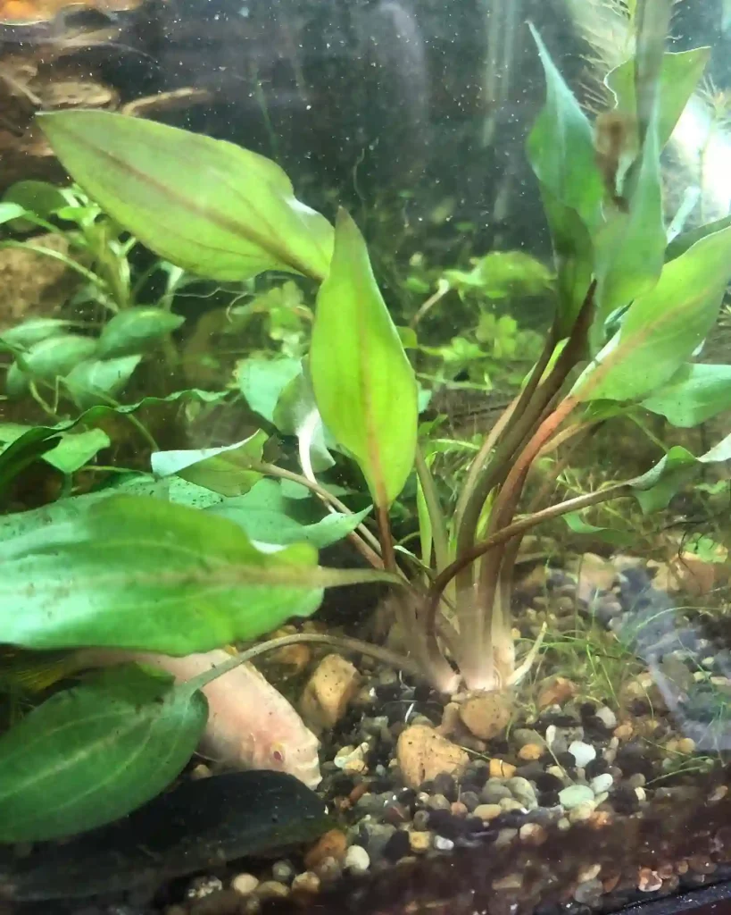 Cryptocoryne Wendtii