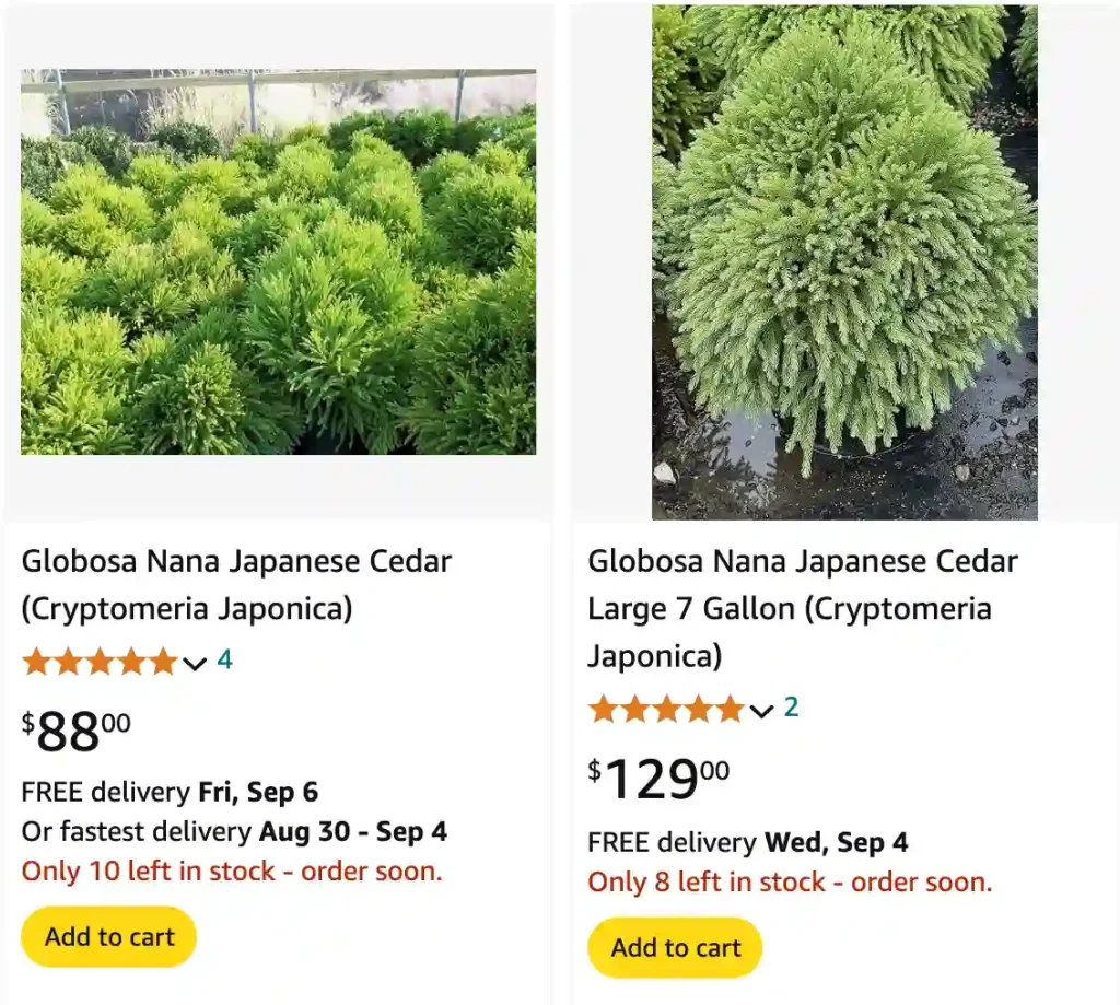 Cryptomeria Japonica | Monsteraholic