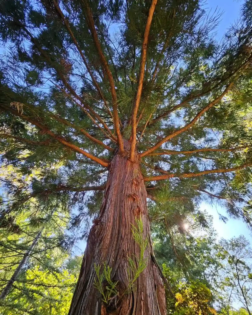 Cryptomeria Japonica