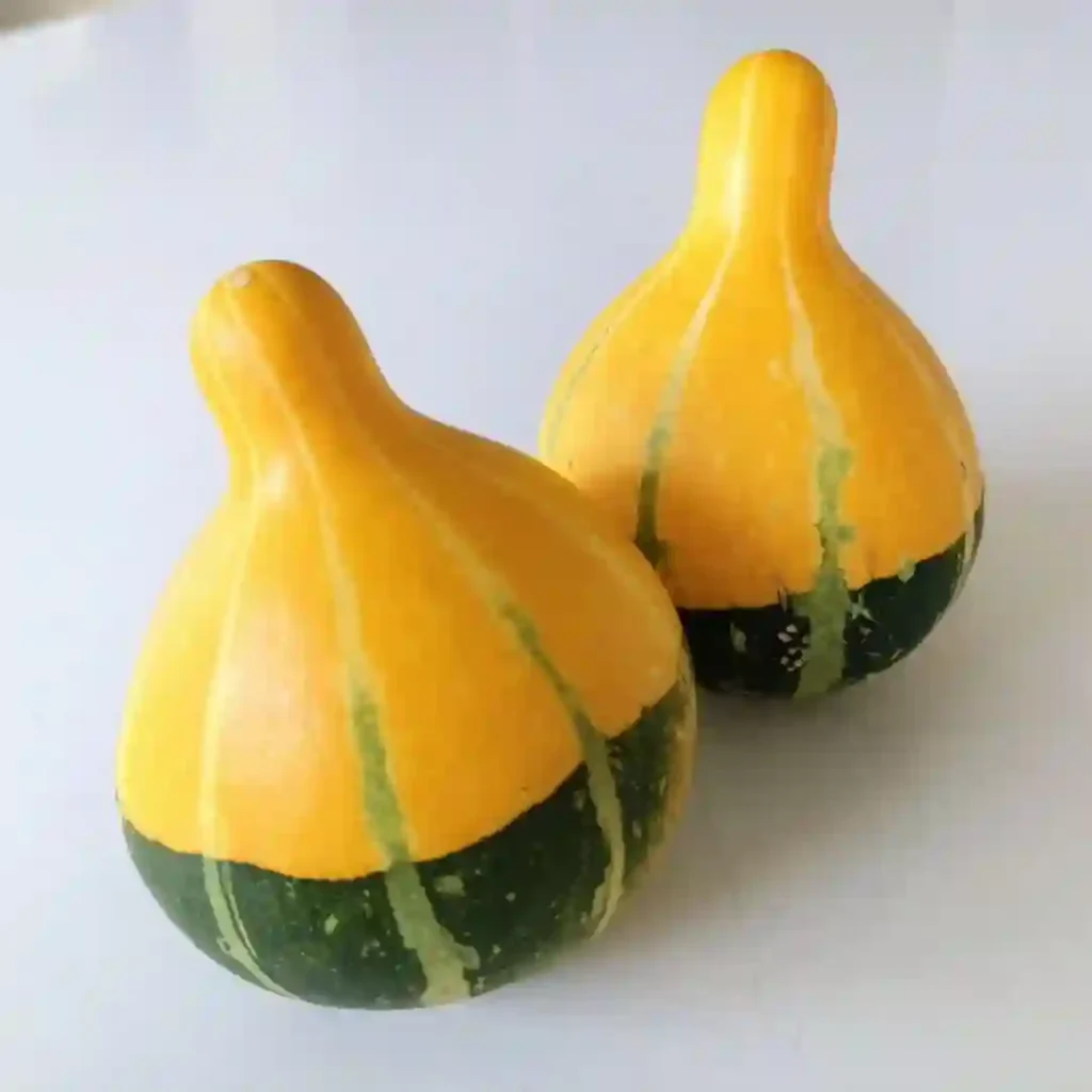 Cucurbita Pepo