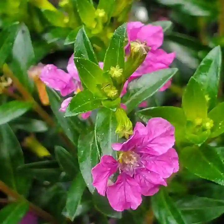 Cuphea Floriglory Diana