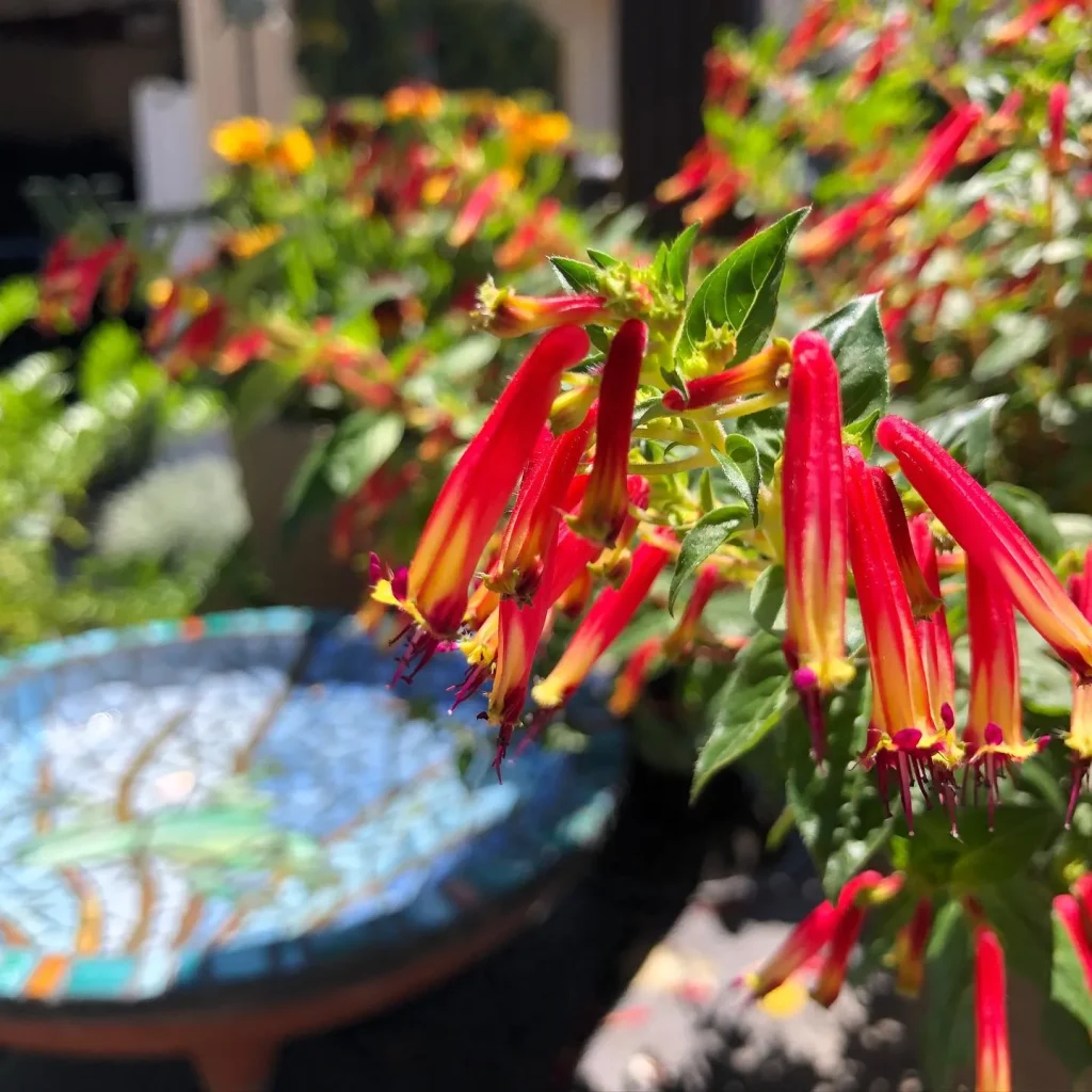 Cuphea Hummingbirds Lunch