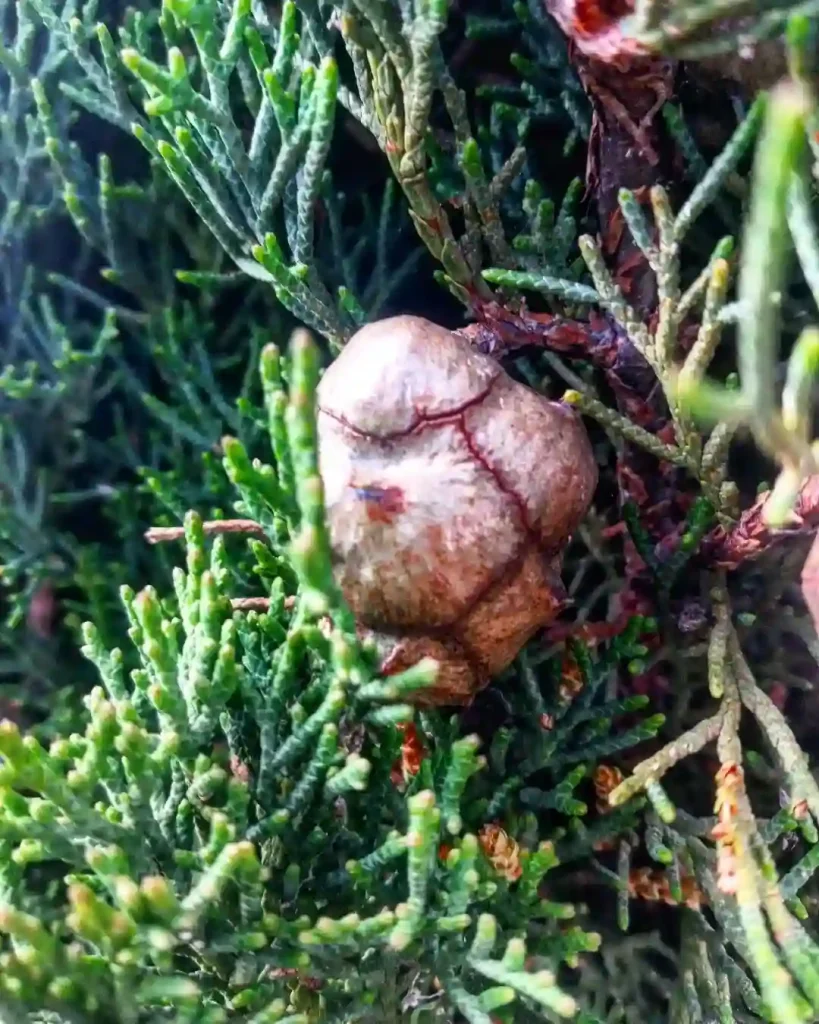 Cupressus Abramsiana