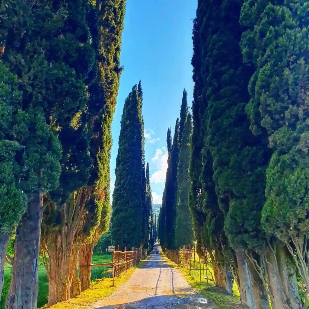 Cupressus Sempervirens