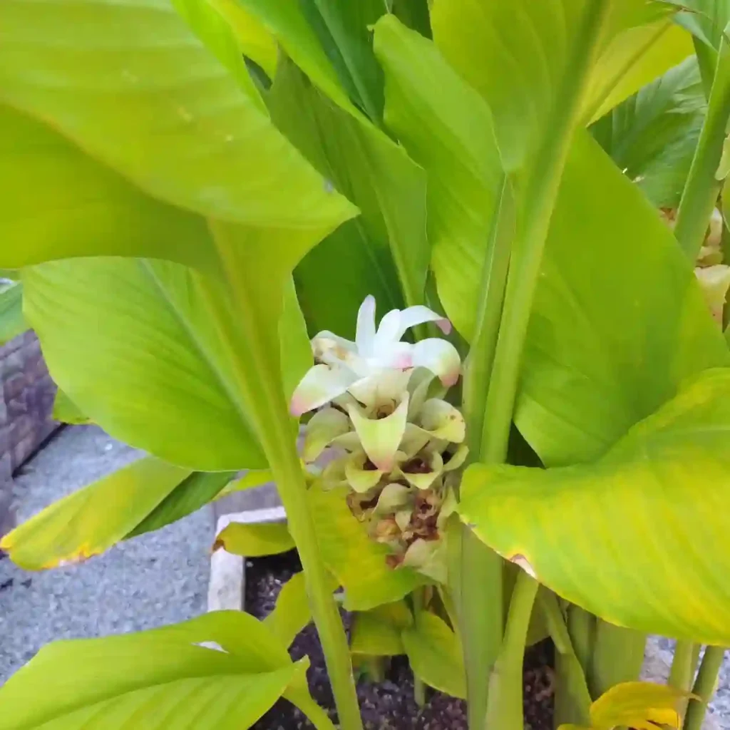 Curcuma Longa