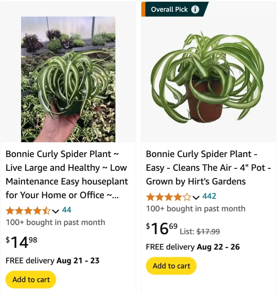 Curly Spider Plant | Monsteraholic