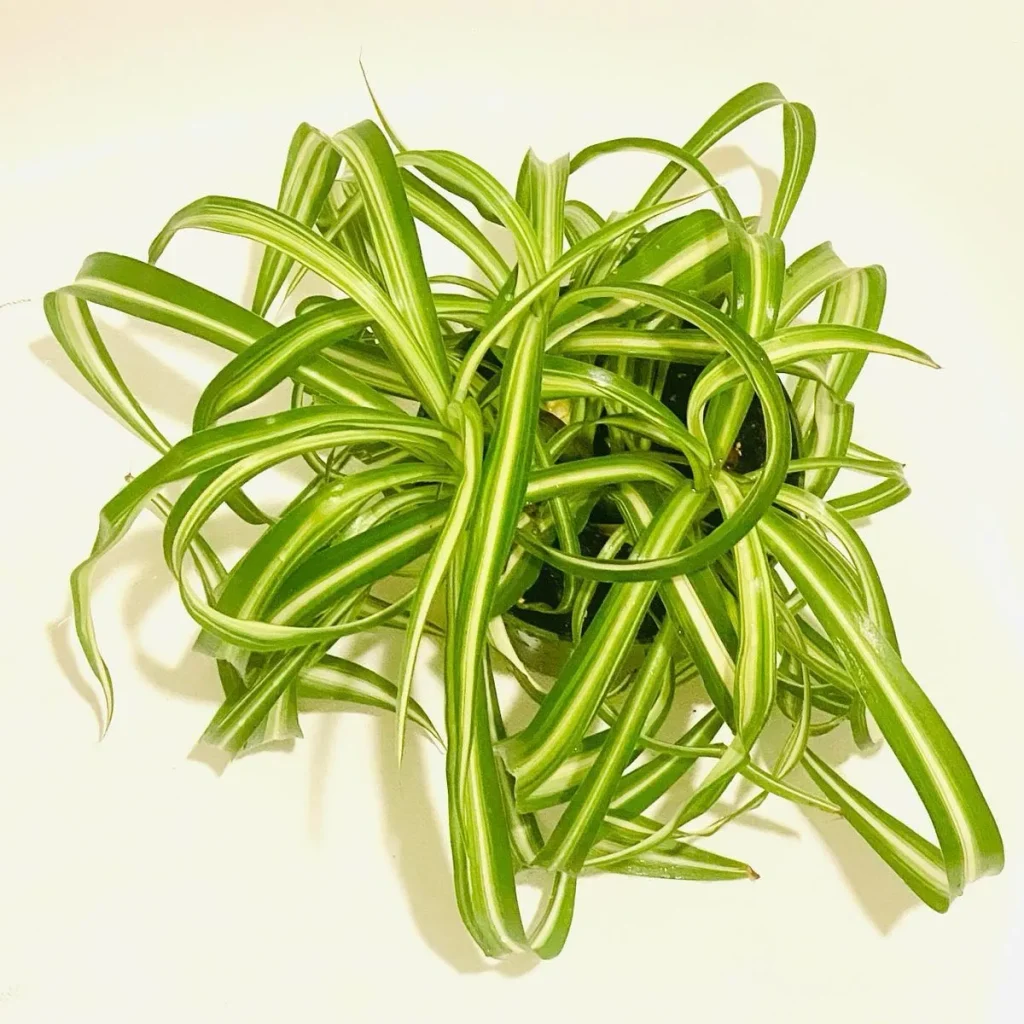 Curly Spider Plant