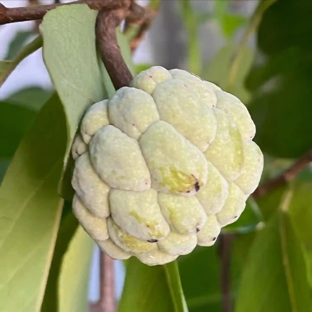 Plant FAQs: Custard Apple