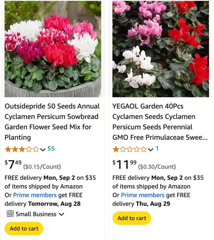 Cyclamen Persicum | Monsteraholic