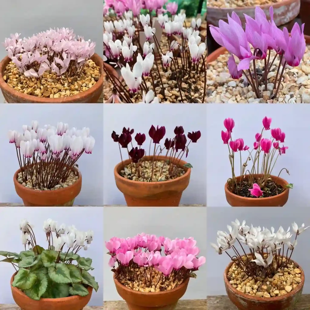 Cyclamen