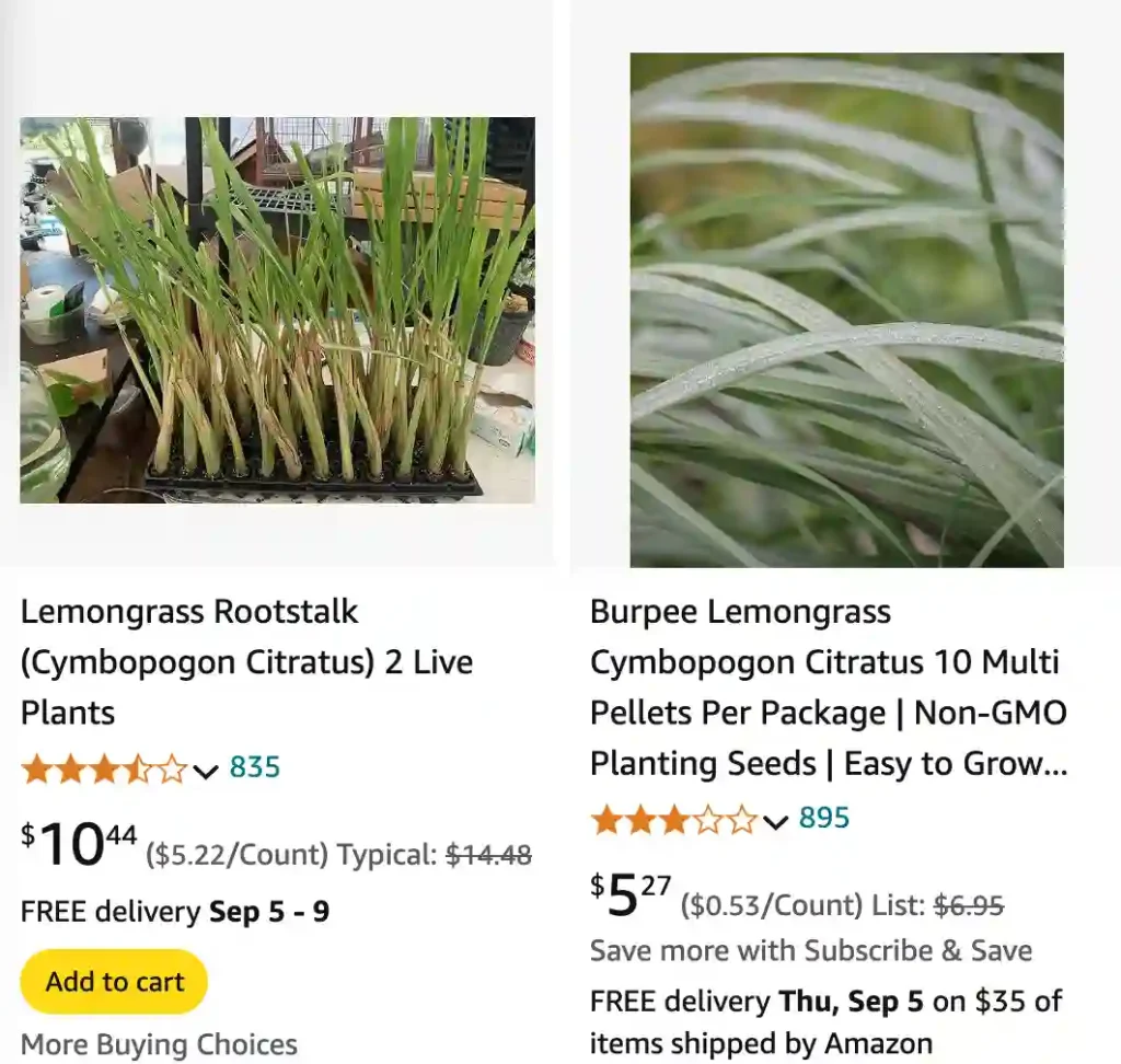 Cymbopogon Citratus | Monsteraholic