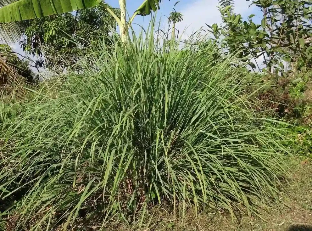 Cymbopogon Citratus