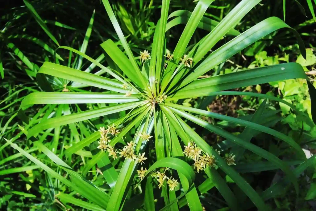 Cyperus Alternifolius