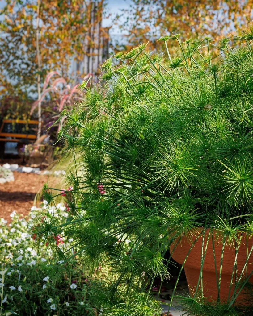 Cyperus Cleopatra