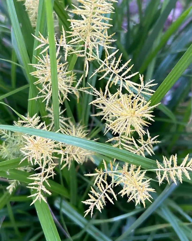 Cyperus Esculentus