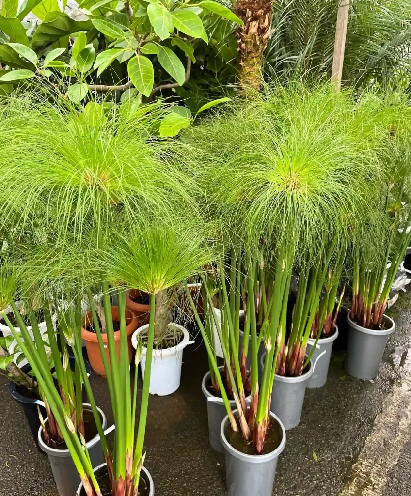 Cyperus Papyrus