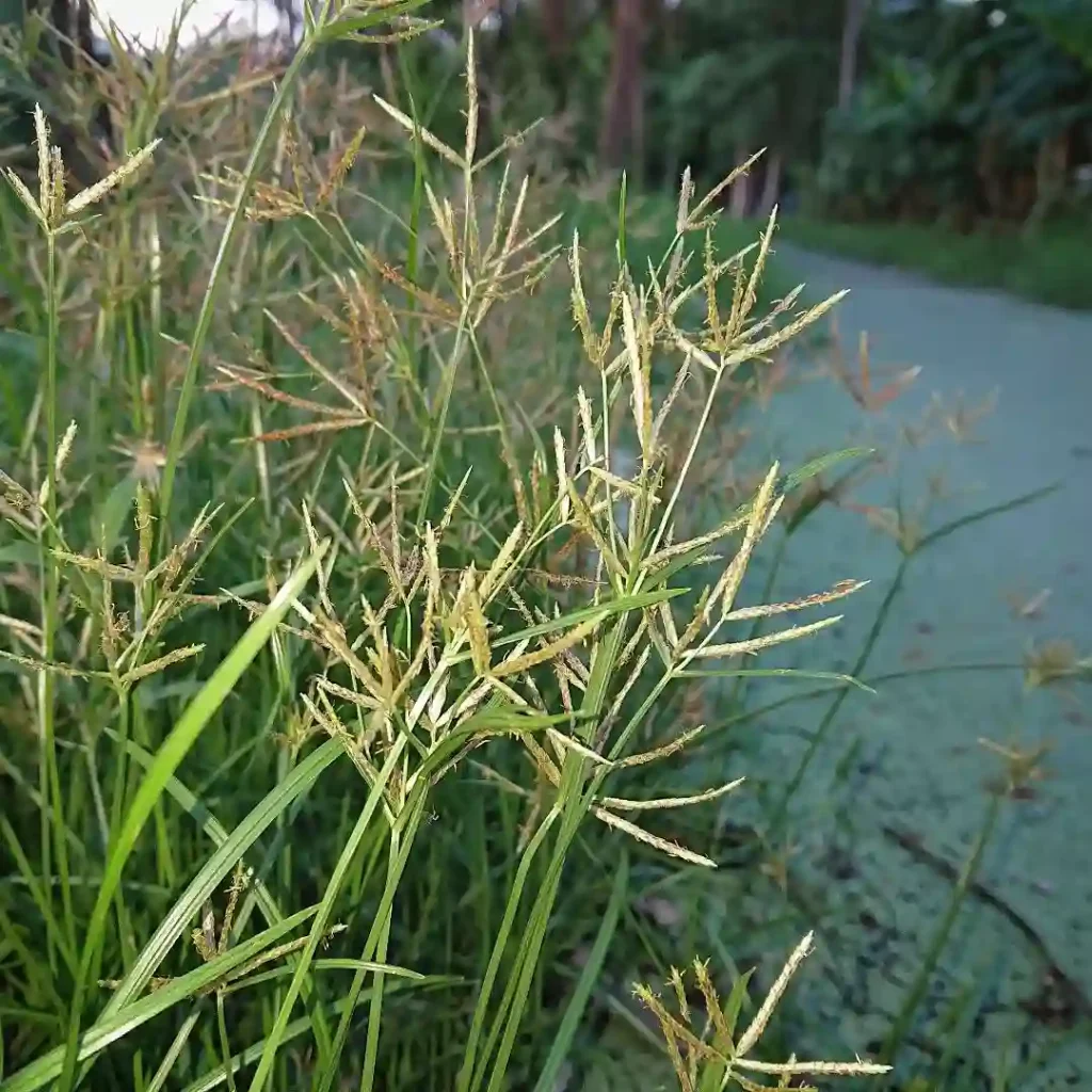 Cyperus Rotundus