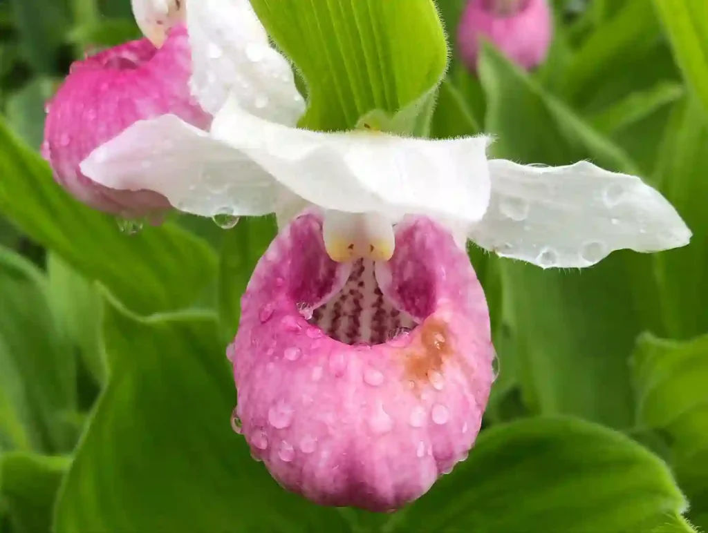 Cypripedium Reginae