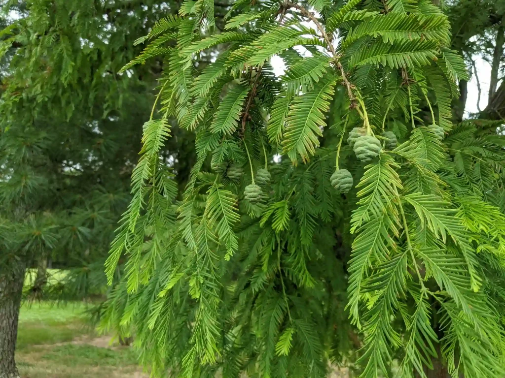 Dawn Redwood