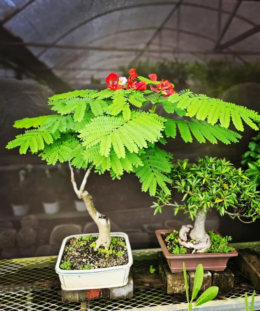 Delonix Regia