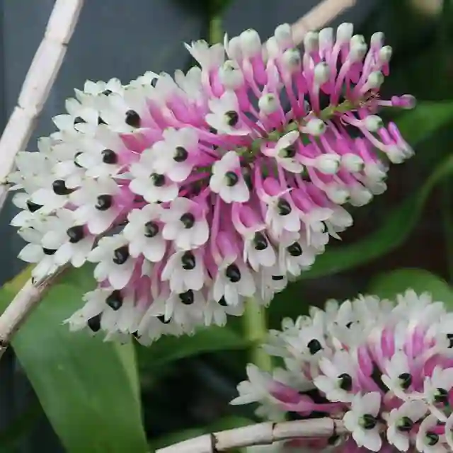 Dendrobium Smilliae