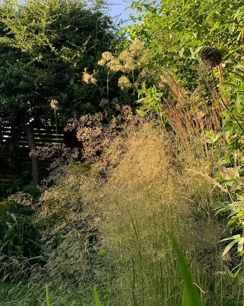 Deschampsia Cespitosa