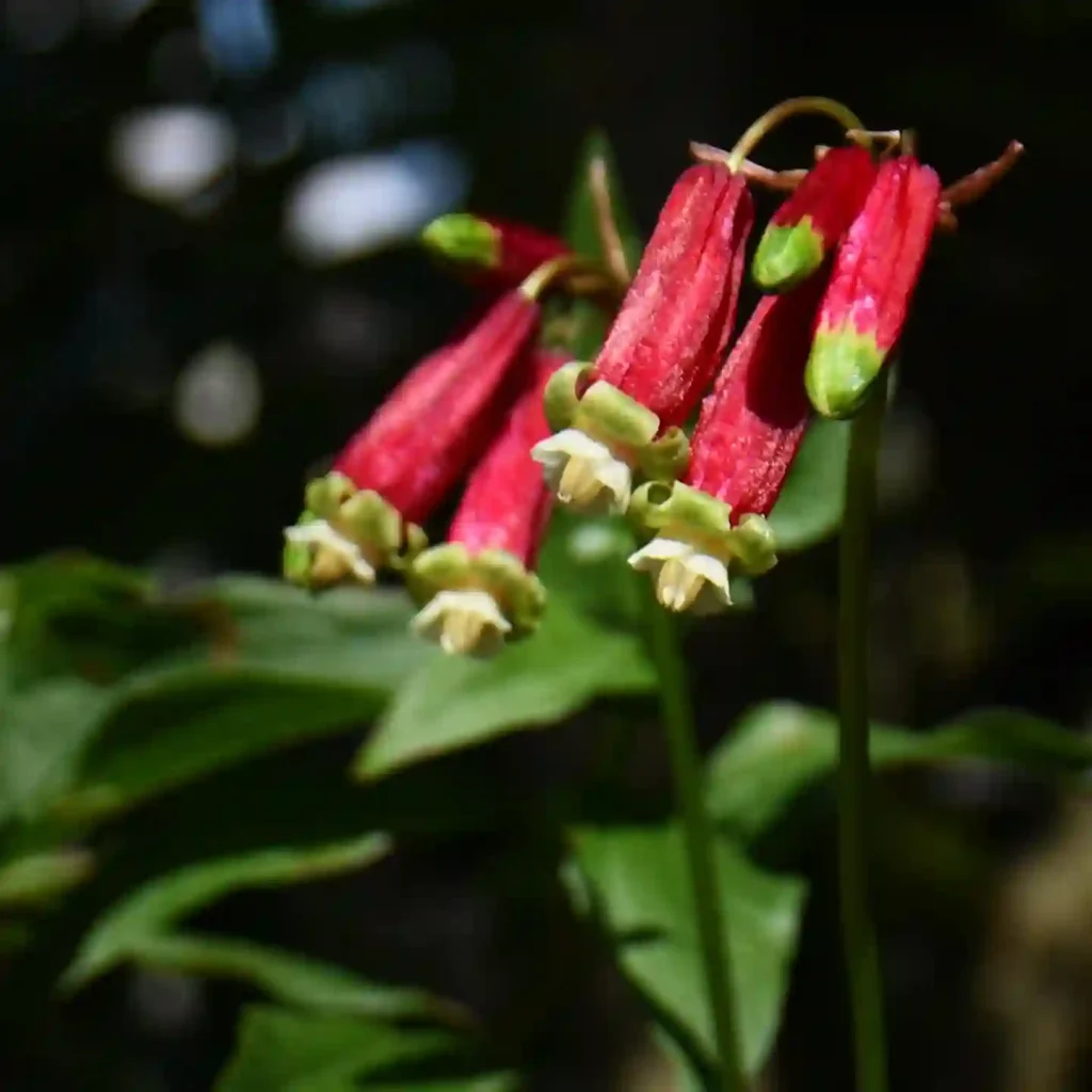 Dichelostemma Ida-Maia