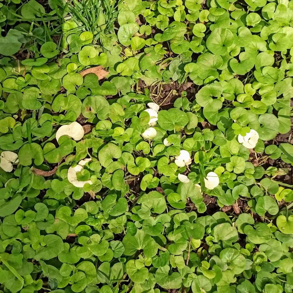 Dichondra