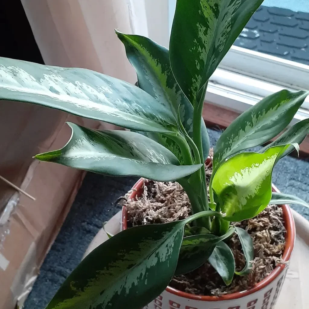 Dieffenbachia Cougar