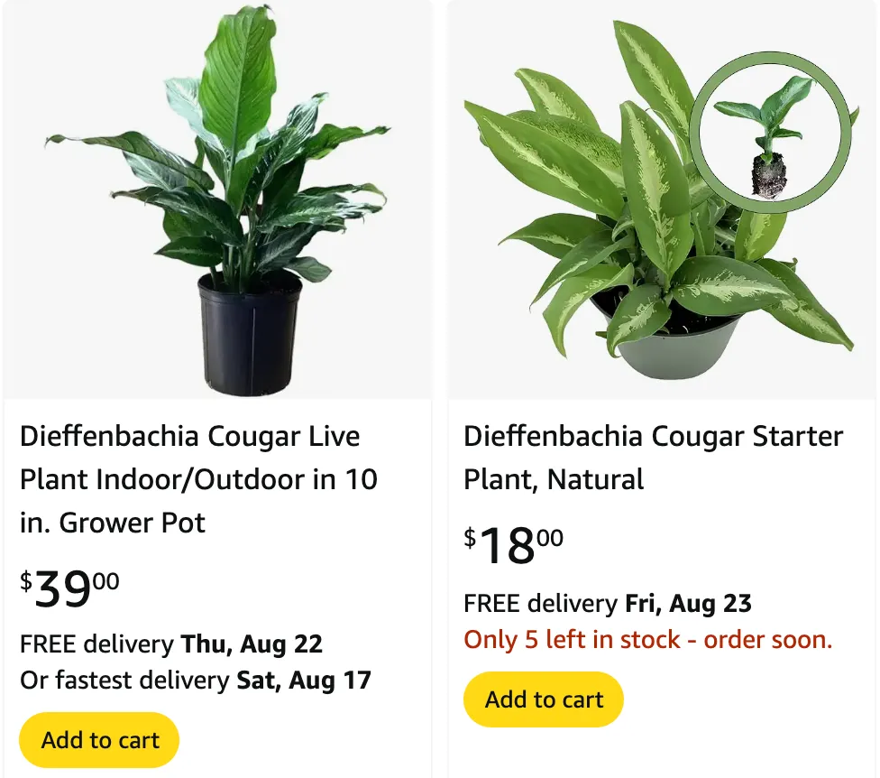 Dieffenbachia Cougar | Monsteraholic