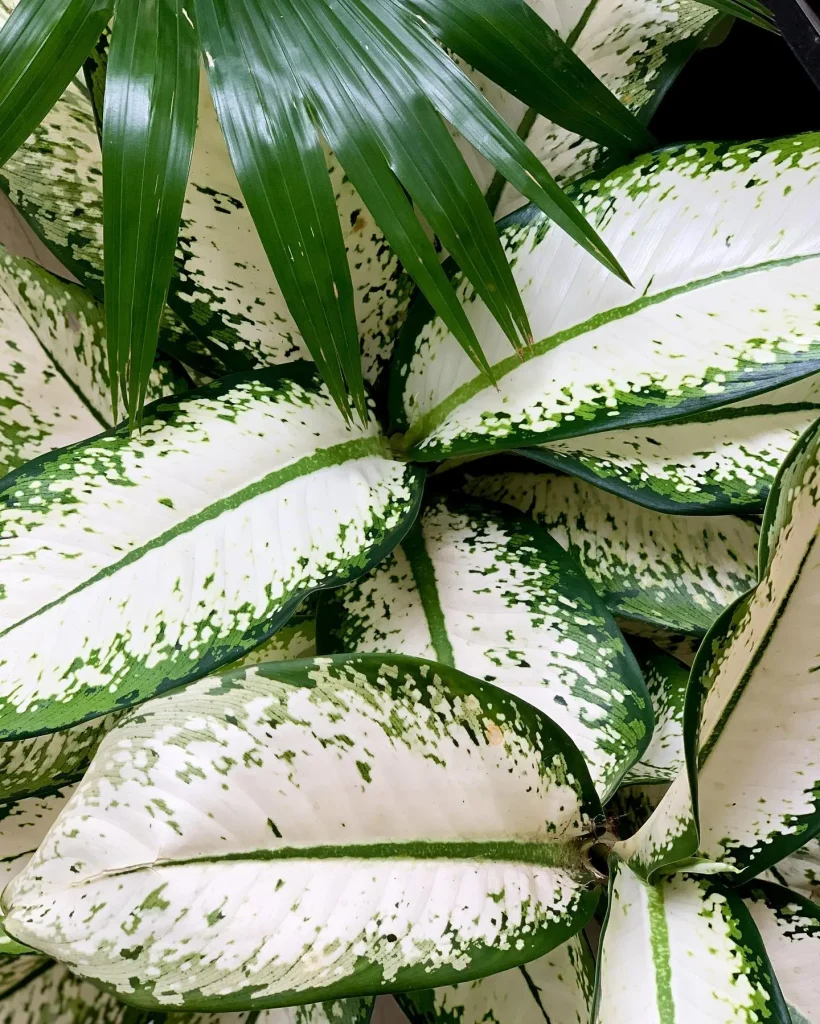 Dieffenbachia Delilah