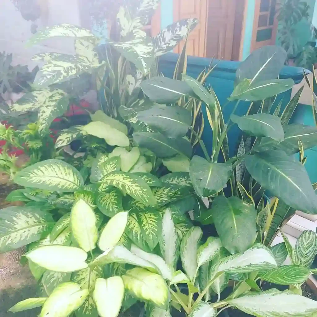 Dieffenbachia