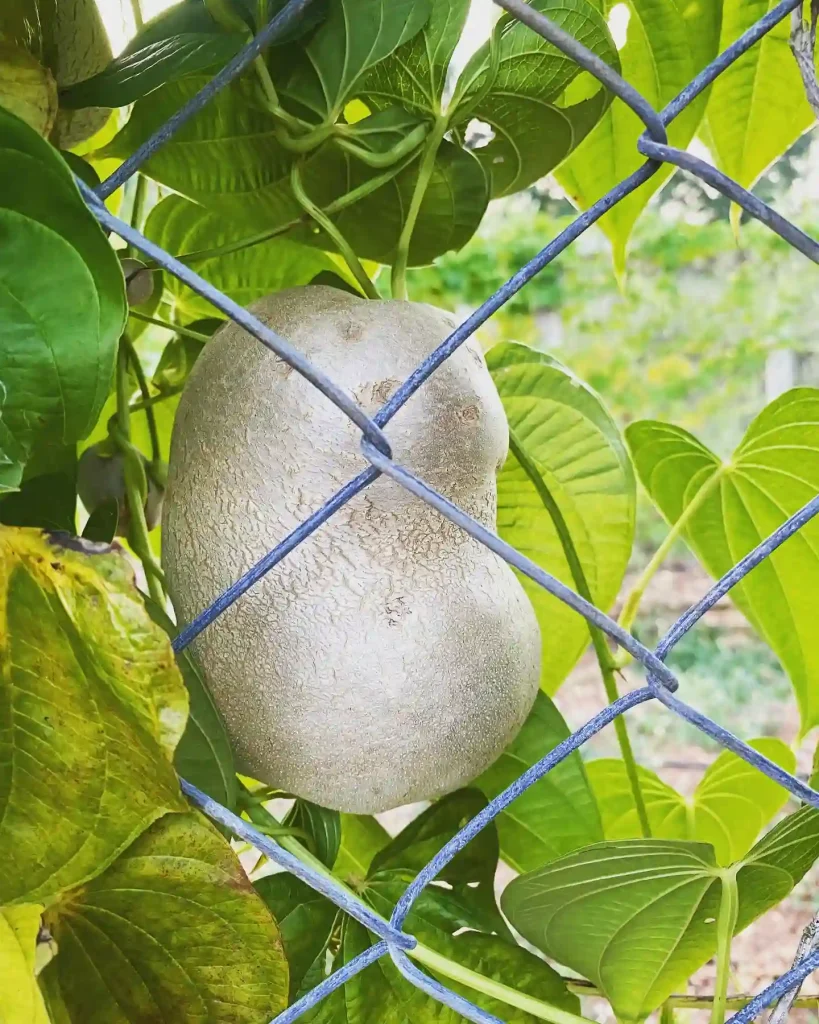 Dioscorea Bulbifera