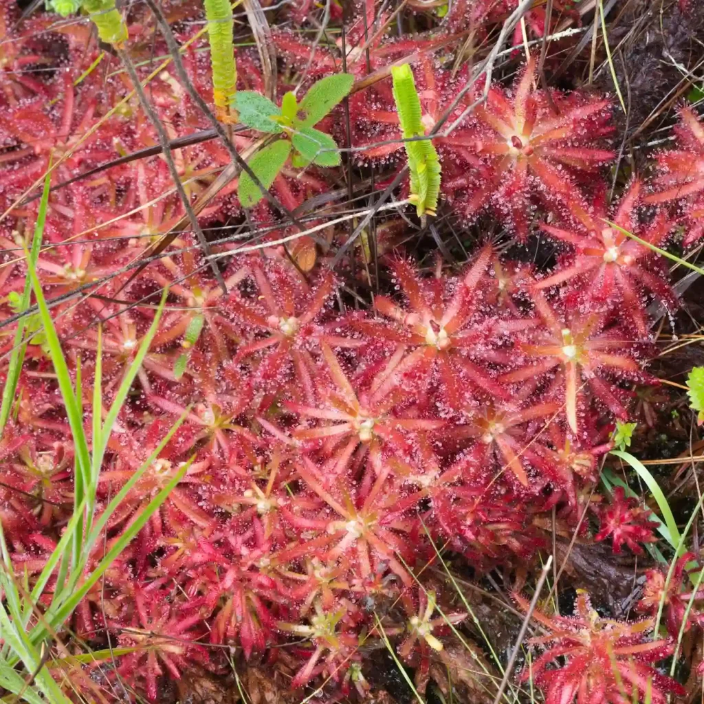 Drosera Graomogolensis