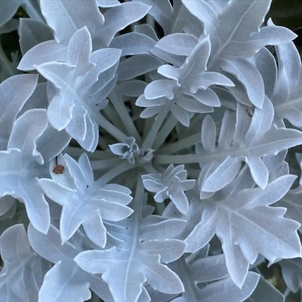 Dusty Miller