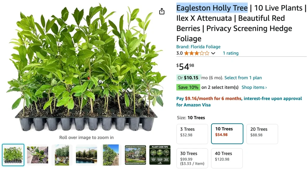 Eagleston Holly Tree | Monsteraholic