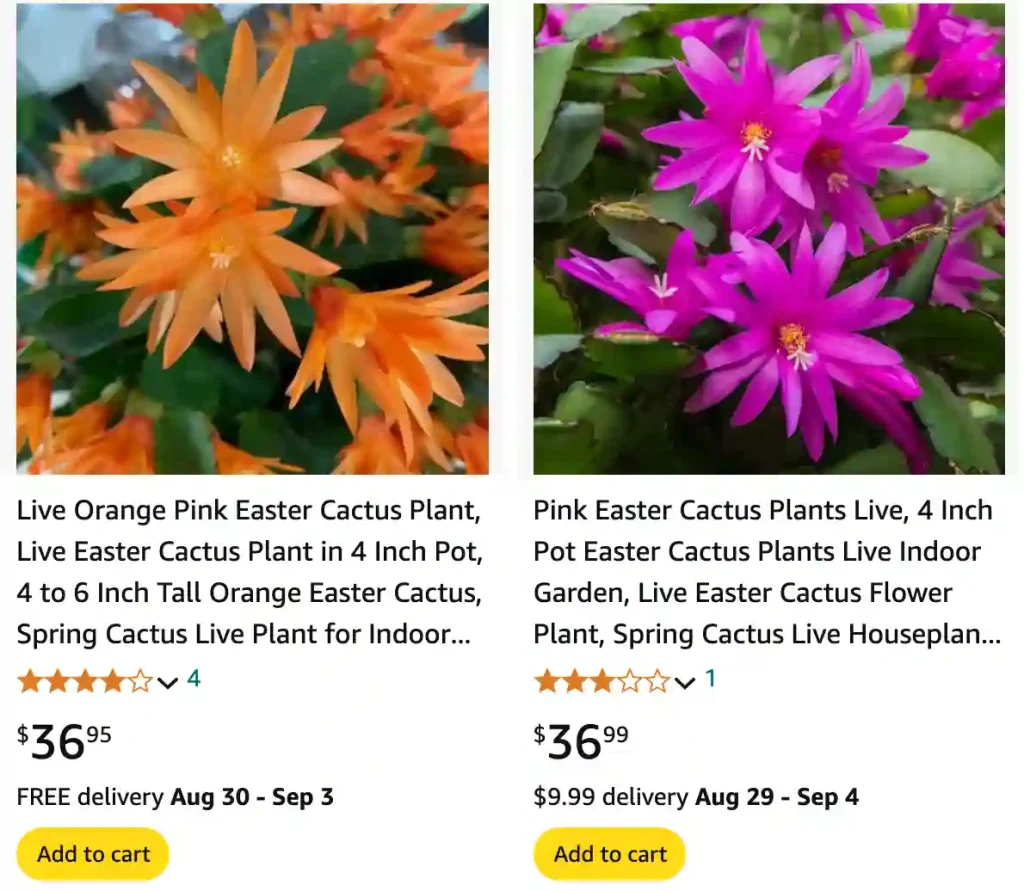 Easter Cactus | Monsteraholic