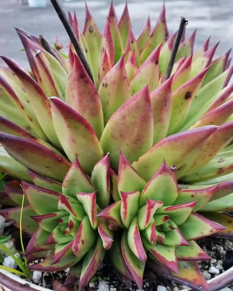 Echeveria Agavoides