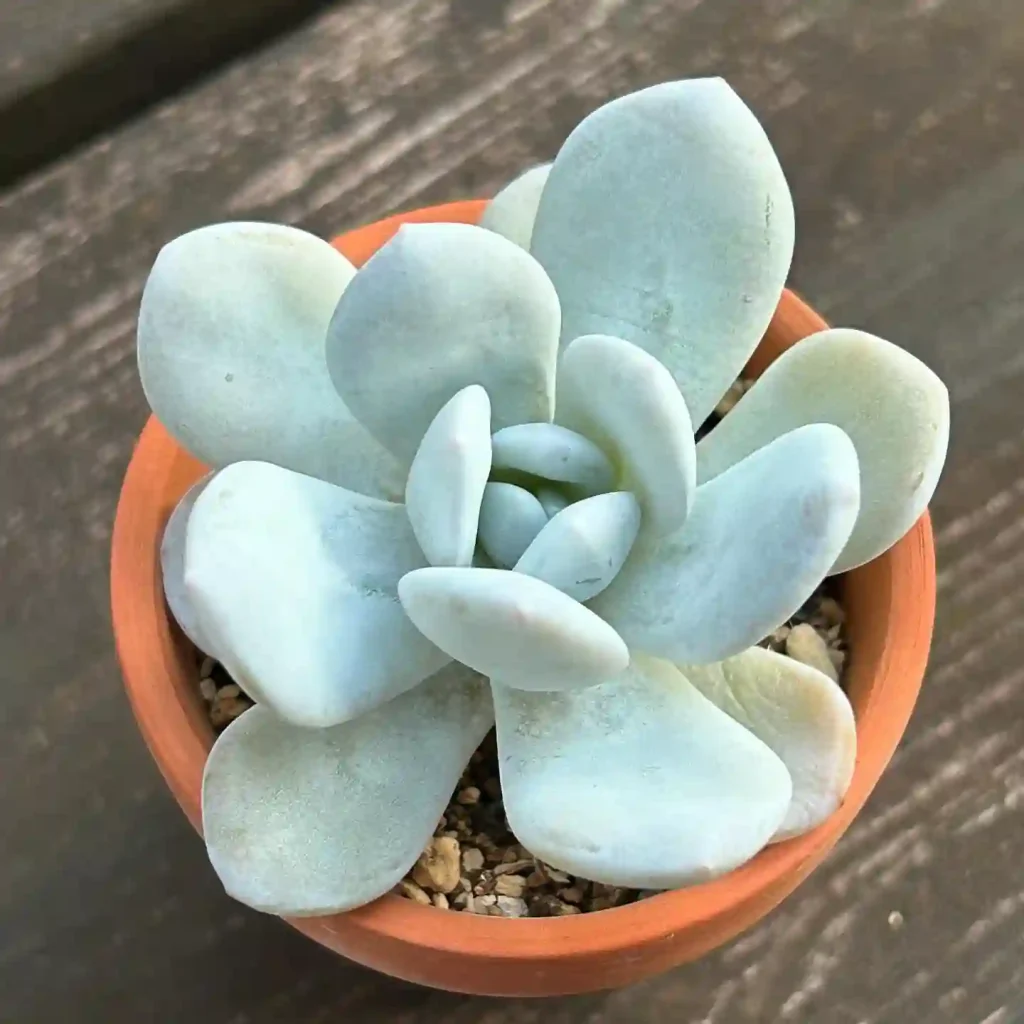 Echeveria Laui