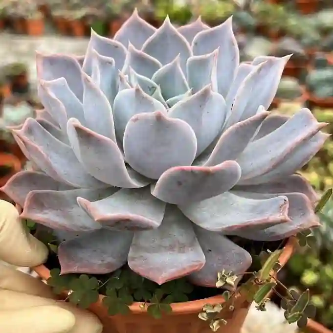 Echeveria Lilacina