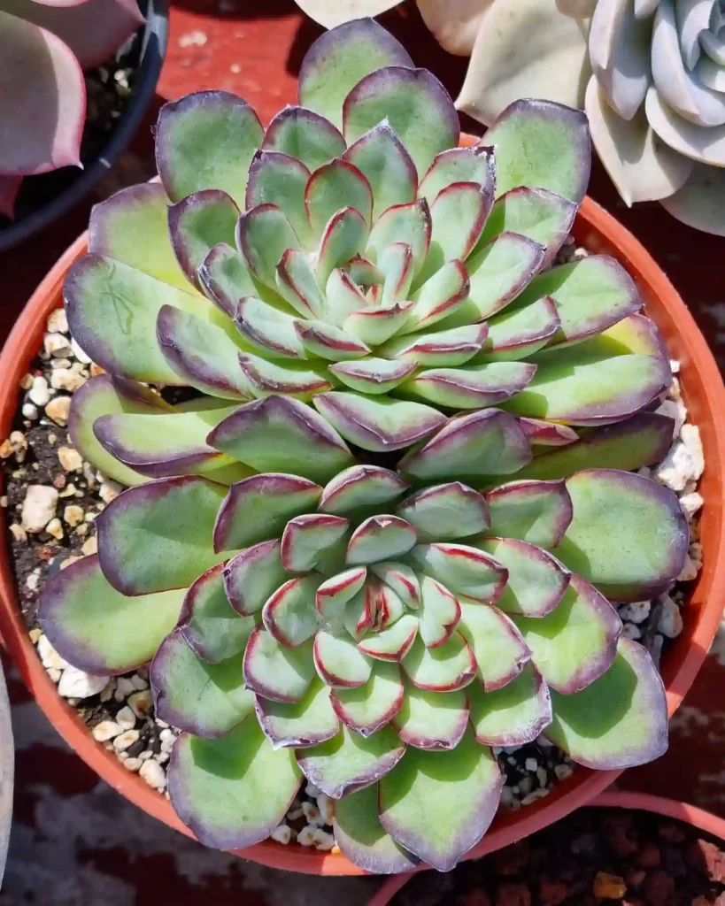 Echeveria Pulidonis