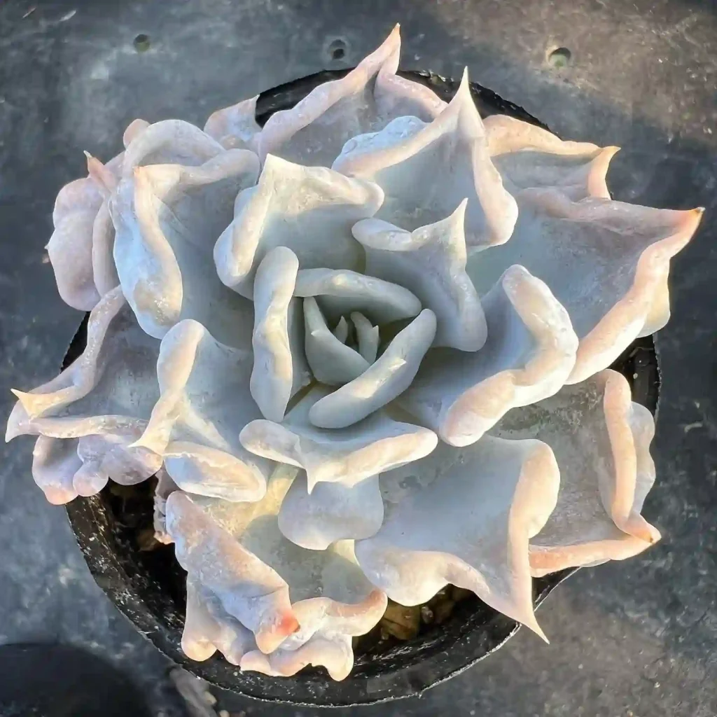 Echeveria