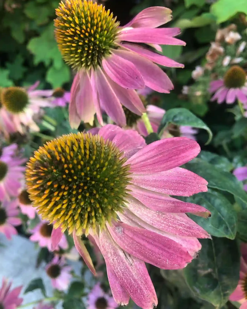 Echinacea Angustifolia