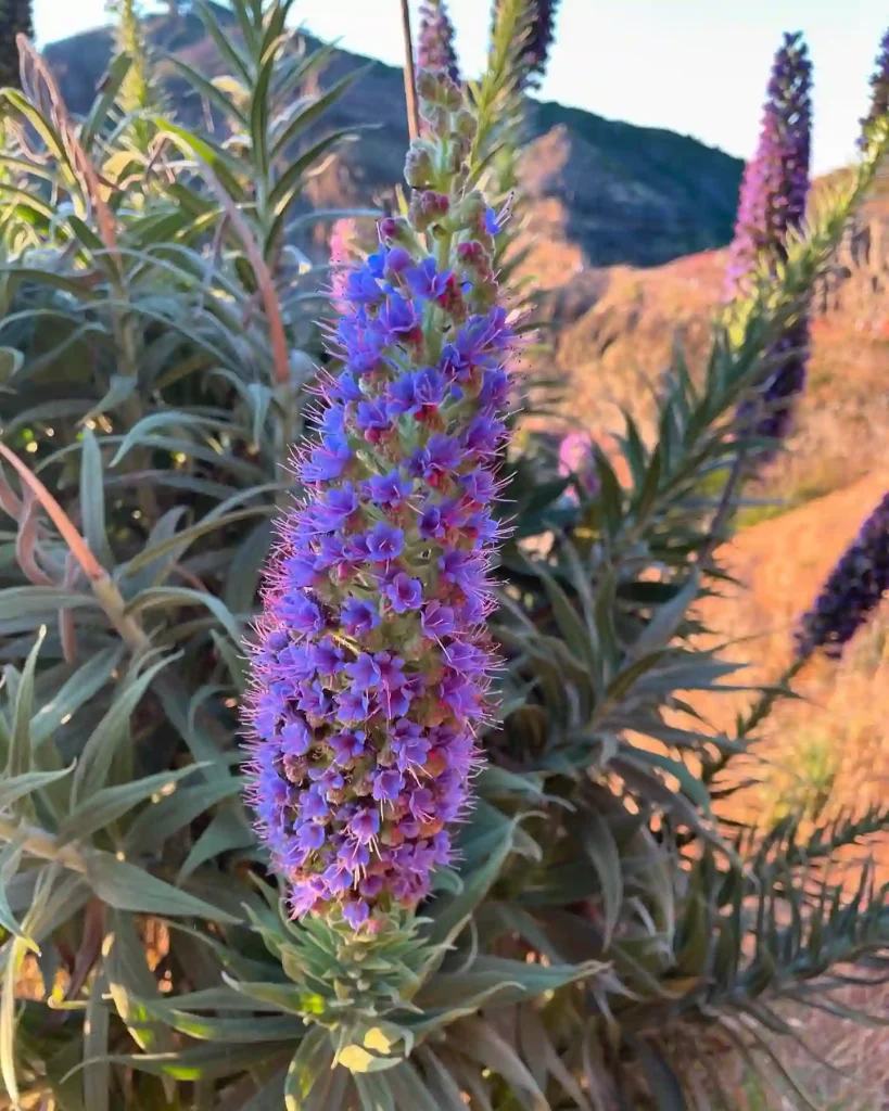 Echium