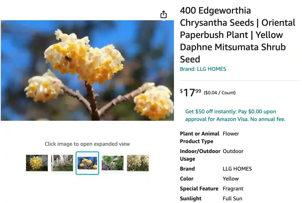 Edgeworthia Chrysantha | Monsteraholic