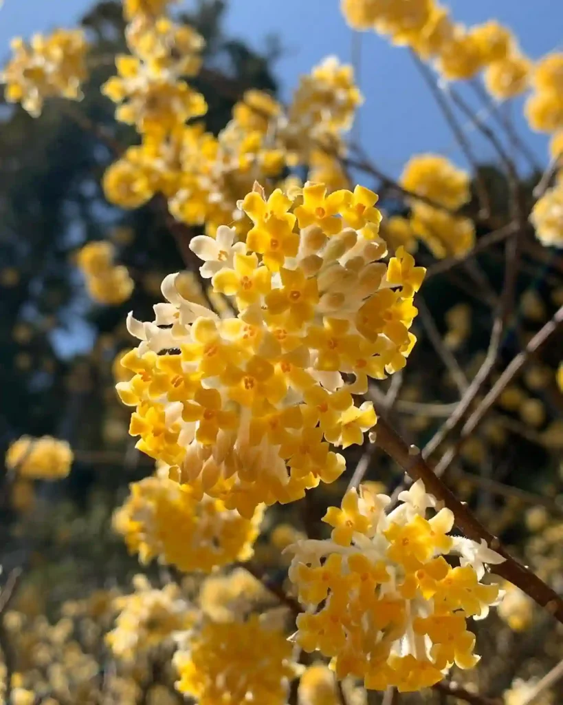 Edgeworthia Chrysantha