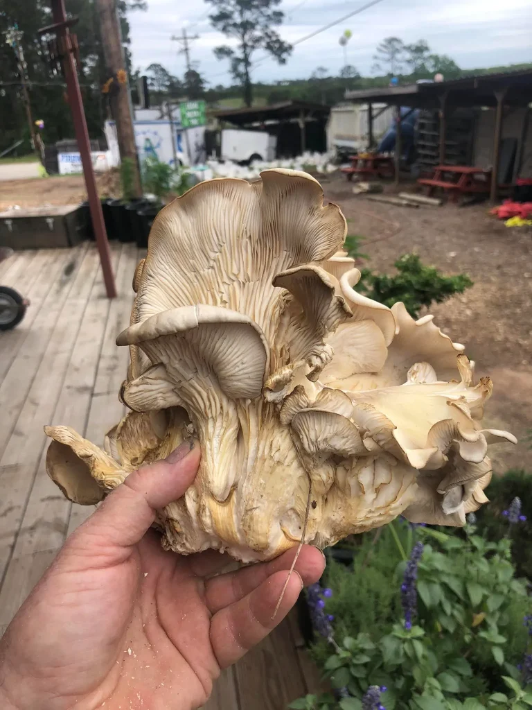 Elephant Ear Mushroom