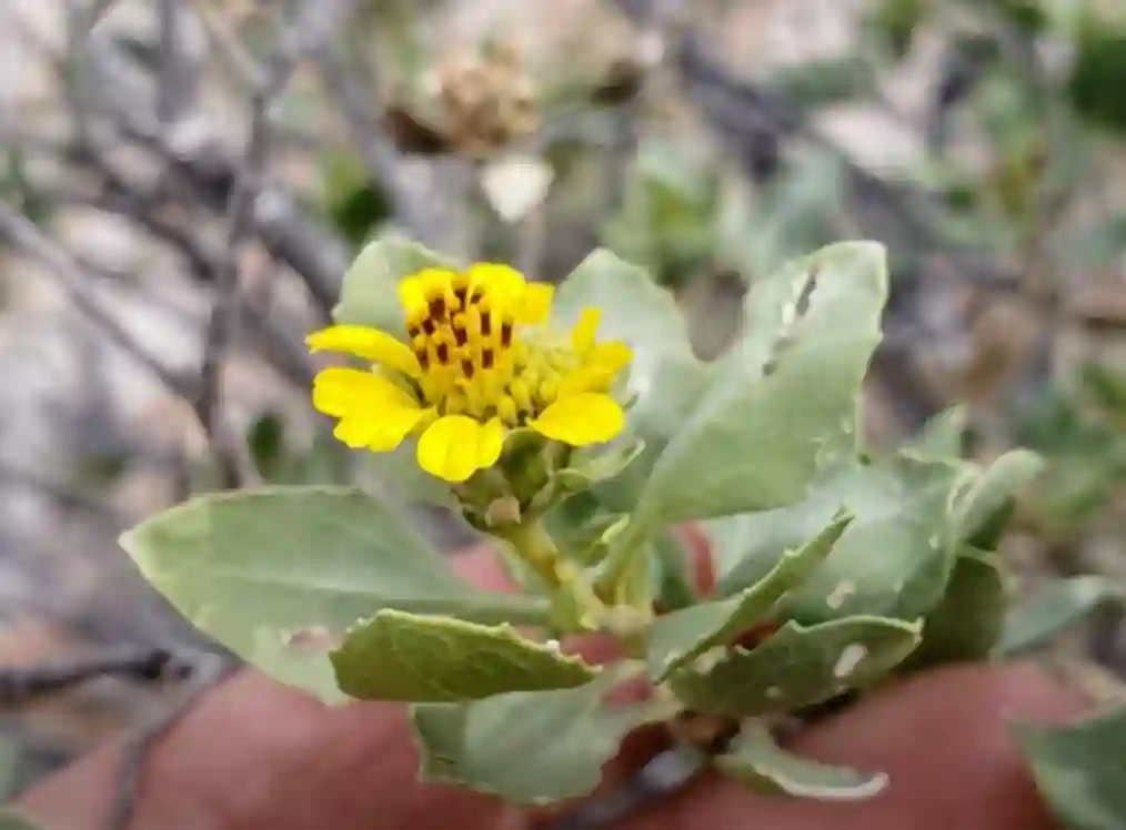 Encelia Densifolia